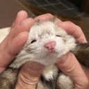 squishsausage