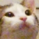 katexpectation