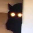 catlurk