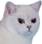 catangry